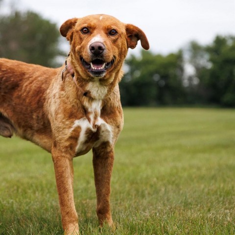 Martin, an adoptable Labrador Retriever in Shafer, MN, 55074 | Photo Image 5