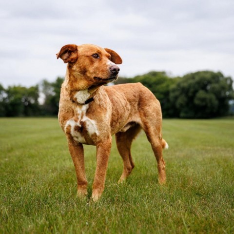 Martin, an adoptable Labrador Retriever in Shafer, MN, 55074 | Photo Image 6