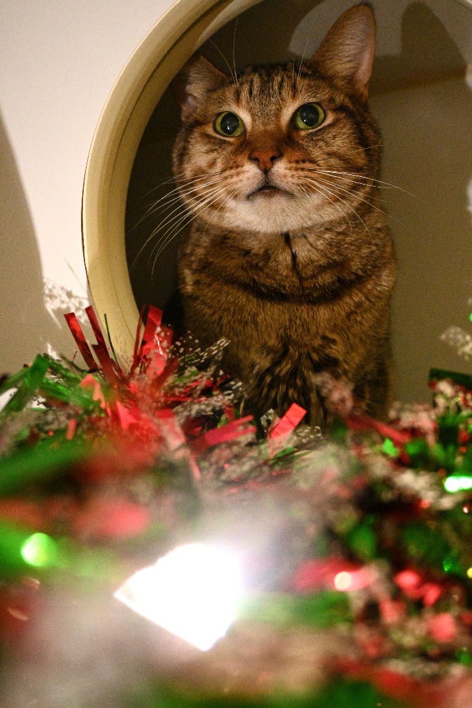 Boo, an adoptable Domestic Short Hair in Ashland, WI, 54806 | Photo Image 1