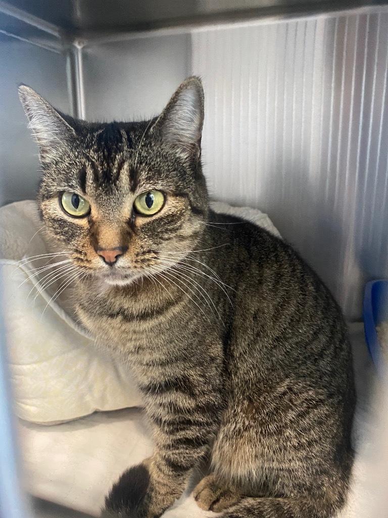 Boo, an adoptable Domestic Short Hair in Ashland, WI, 54806 | Photo Image 2