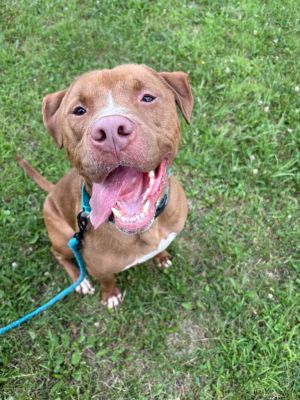 Red, Adult Male Pit Bull Terrier