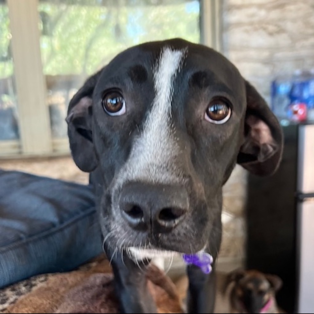 Betsy, an adoptable Sloughi, Mixed Breed in Boerne, TX, 78006 | Photo Image 1