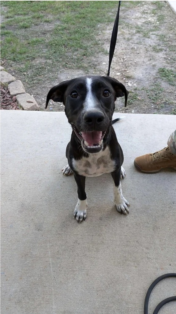 Betsy, an adoptable Sloughi, Mixed Breed in Boerne, TX, 78006 | Photo Image 2