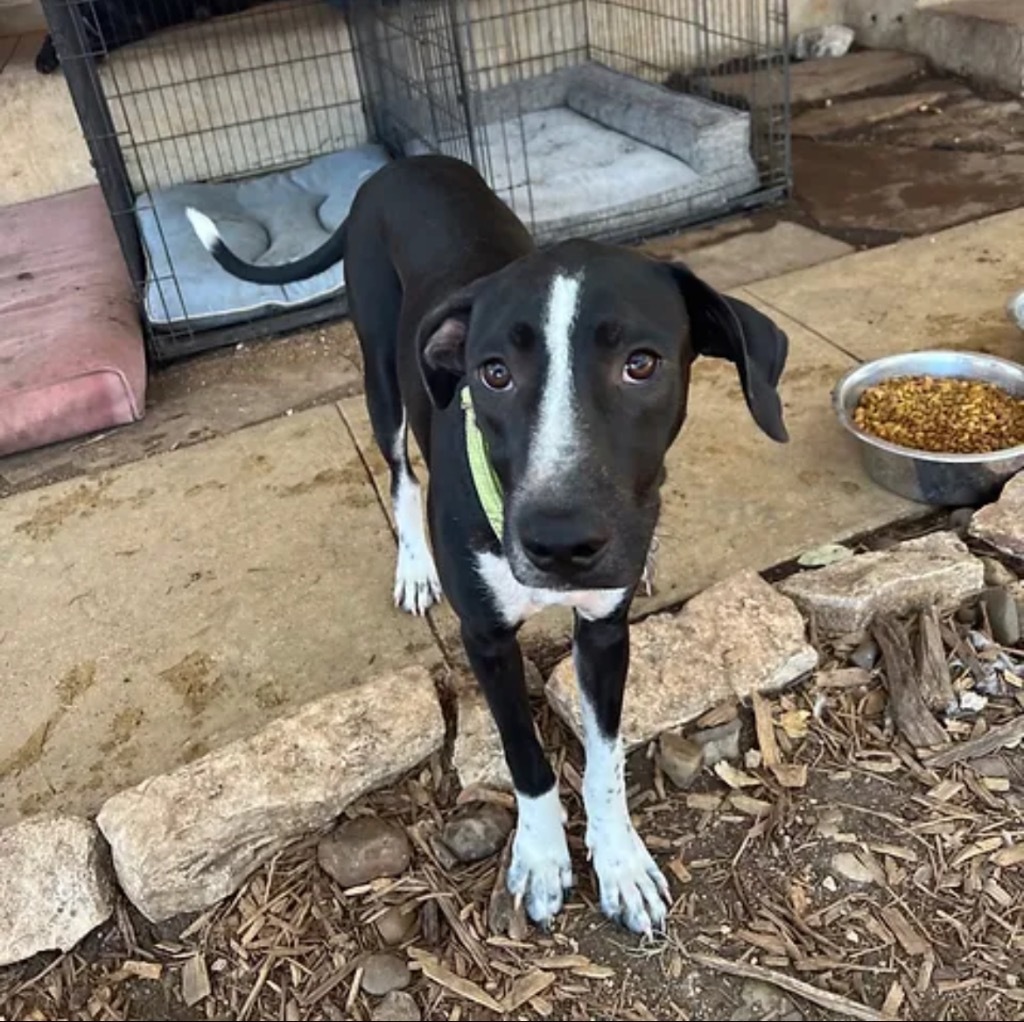 Betsy, an adoptable Sloughi, Mixed Breed in Boerne, TX, 78006 | Photo Image 3