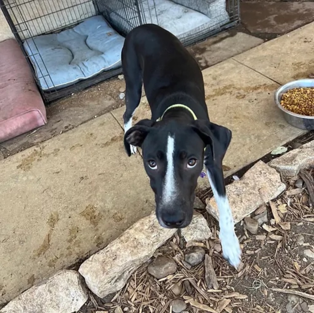 Betsy, an adoptable Sloughi, Mixed Breed in Boerne, TX, 78006 | Photo Image 4