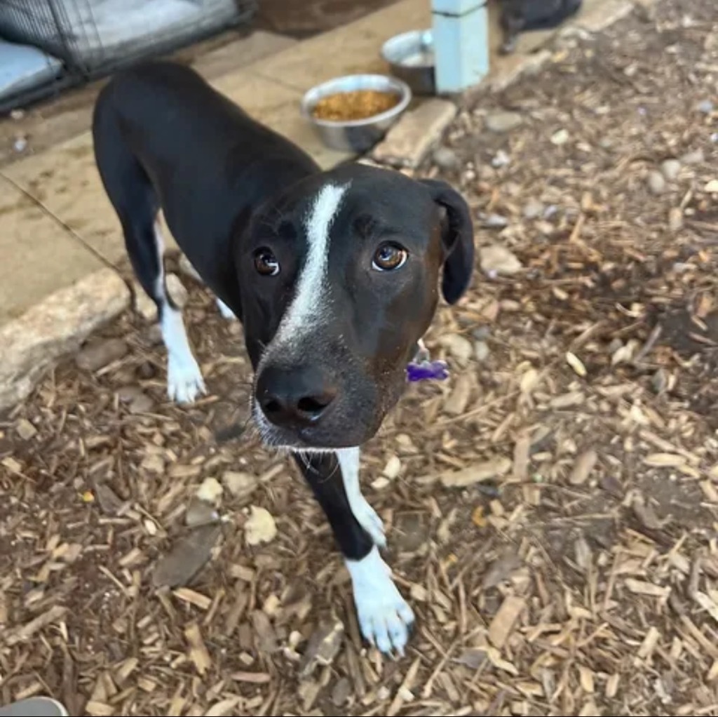 Betsy, an adoptable Sloughi, Mixed Breed in Boerne, TX, 78006 | Photo Image 5