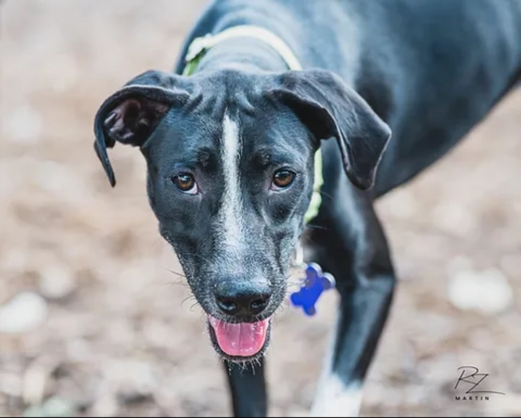 Betsy, an adoptable Sloughi, Mixed Breed in Boerne, TX, 78006 | Photo Image 6