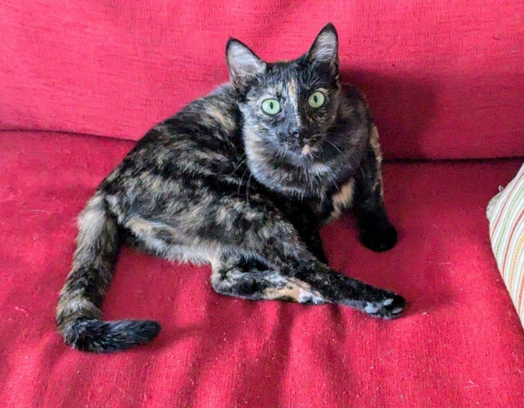 Kitkat, an adoptable Domestic Short Hair in Boerne, TX, 78006 | Photo Image 1