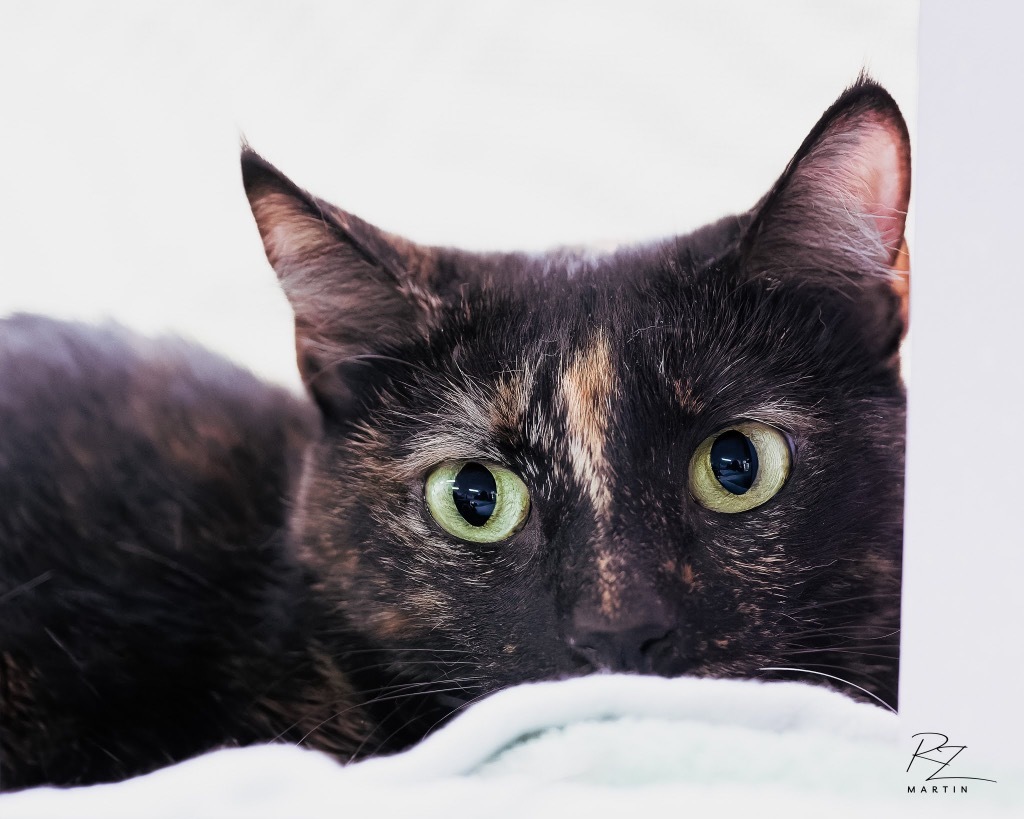 Kitkat, an adoptable Domestic Short Hair in Boerne, TX, 78006 | Photo Image 1