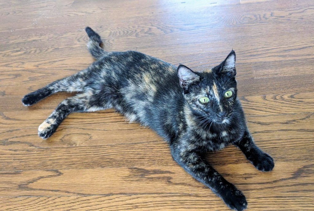 Kitkat, an adoptable Domestic Short Hair in Boerne, TX, 78006 | Photo Image 2