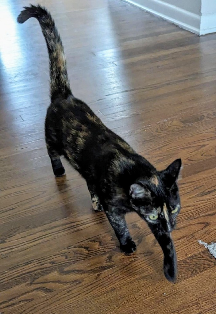 Kitkat, an adoptable Domestic Short Hair in Boerne, TX, 78006 | Photo Image 3
