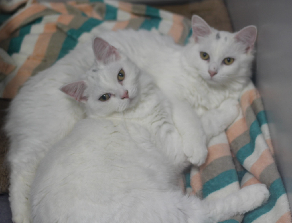 Koala & Kafi, an adoptable Persian in Rockford, IL, 61126 | Photo Image 2