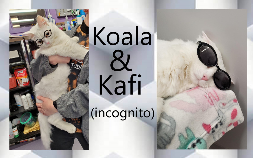 Koala & Kafi, an adoptable Persian in Rockford, IL, 61126 | Photo Image 2