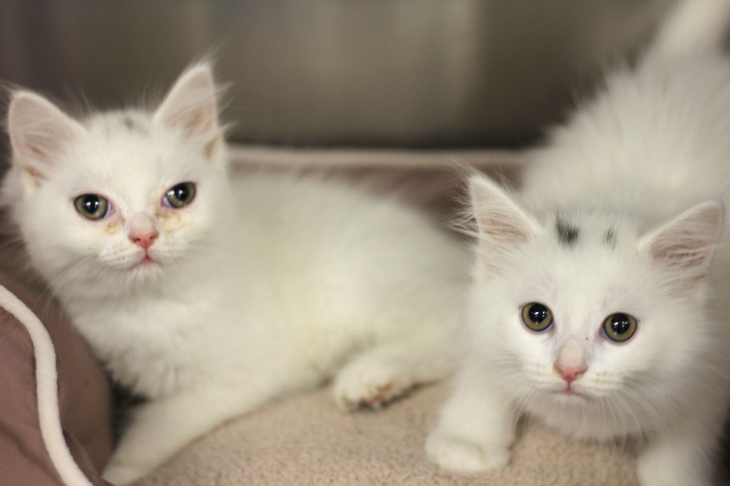 Koala & Kafi, an adoptable Persian in Rockford, IL, 61126 | Photo Image 4