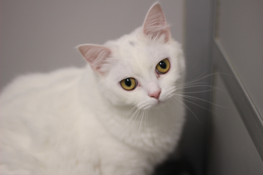 Koala & Kafi, an adoptable Persian in Rockford, IL, 61126 | Photo Image 5