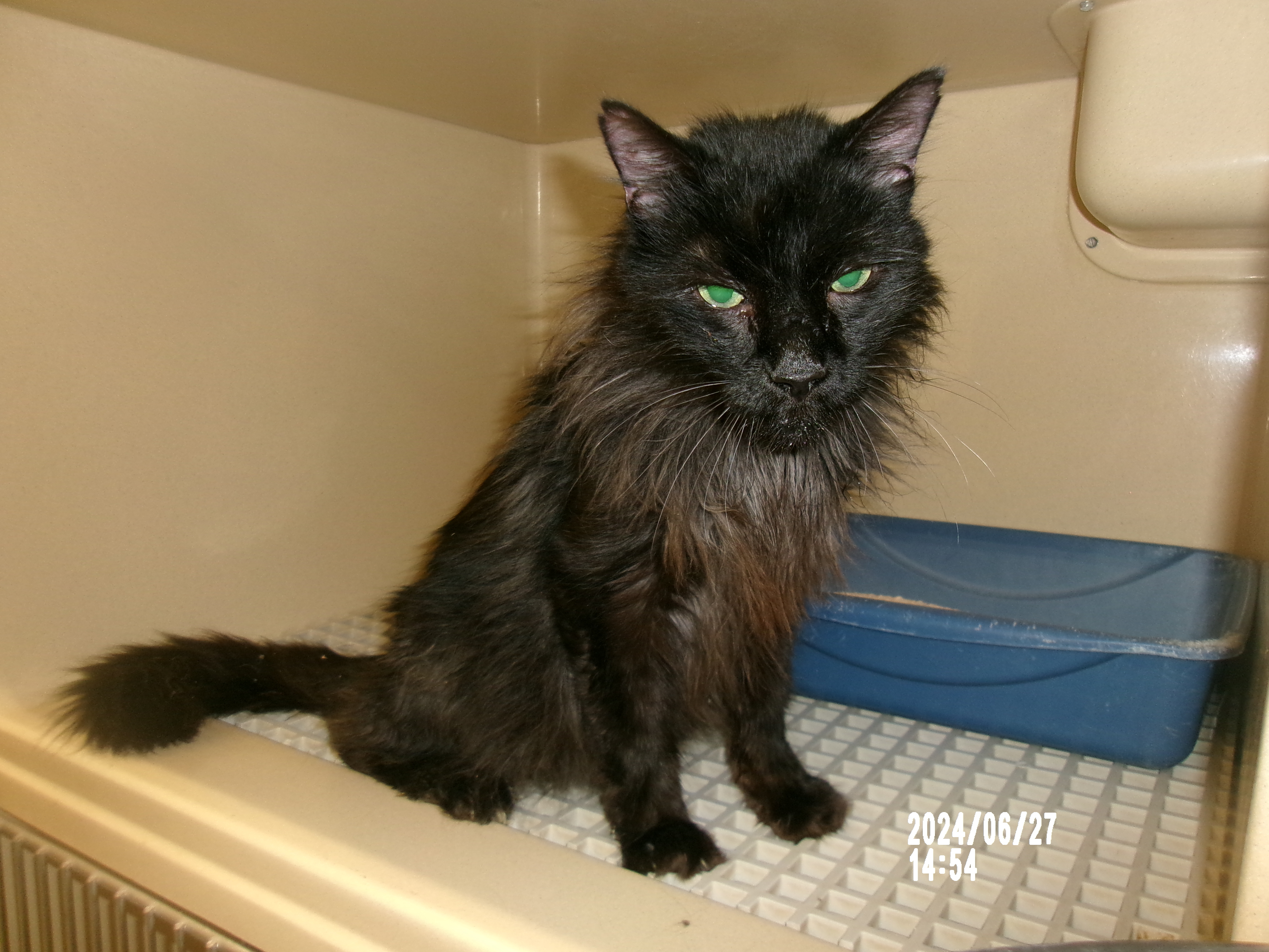 Douglas *, an adoptable Domestic Long Hair in Clovis, NM, 88101 | Photo Image 1