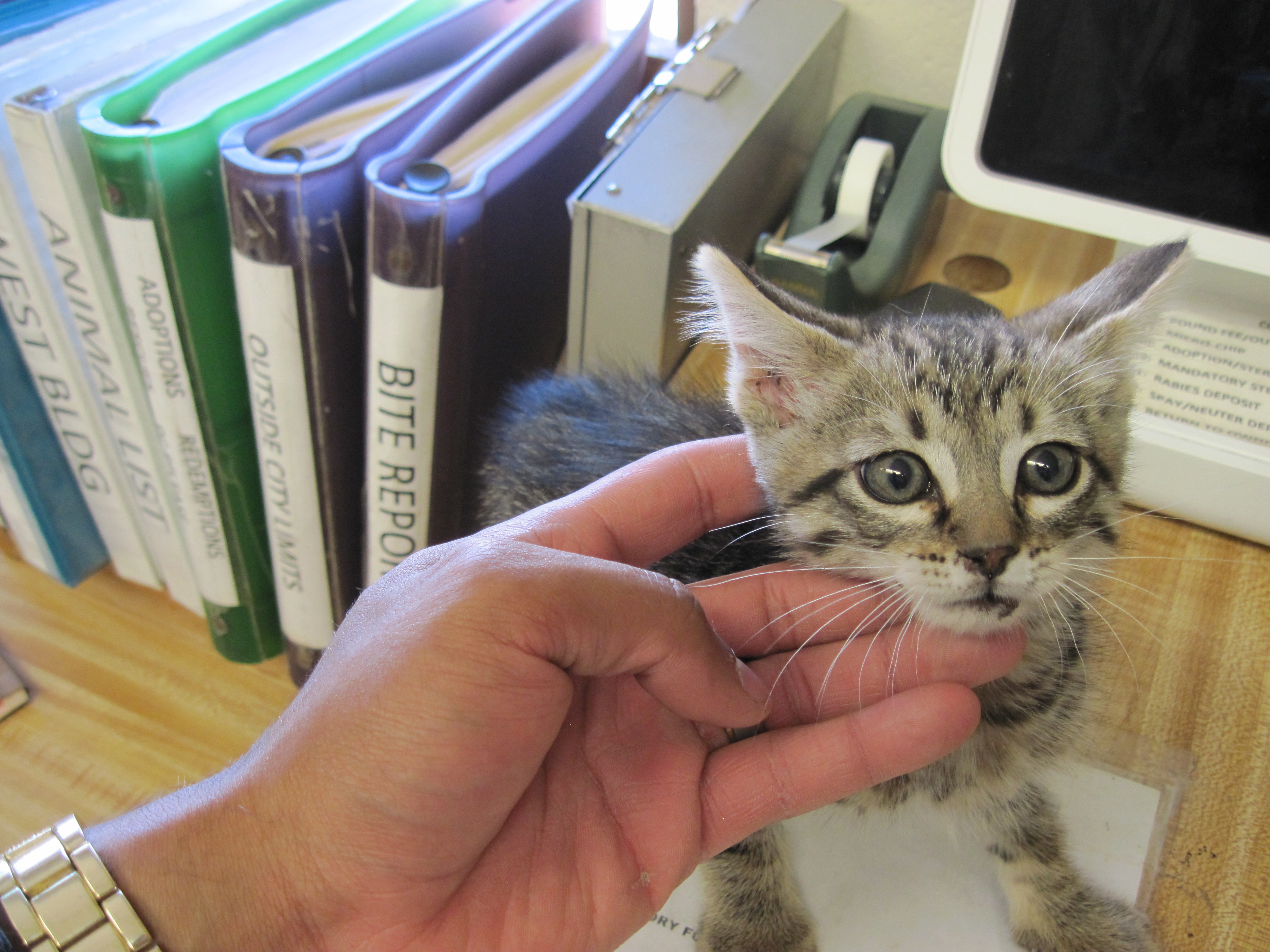 Thunder, an adoptable Domestic Short Hair in Clovis, NM, 88101 | Photo Image 1