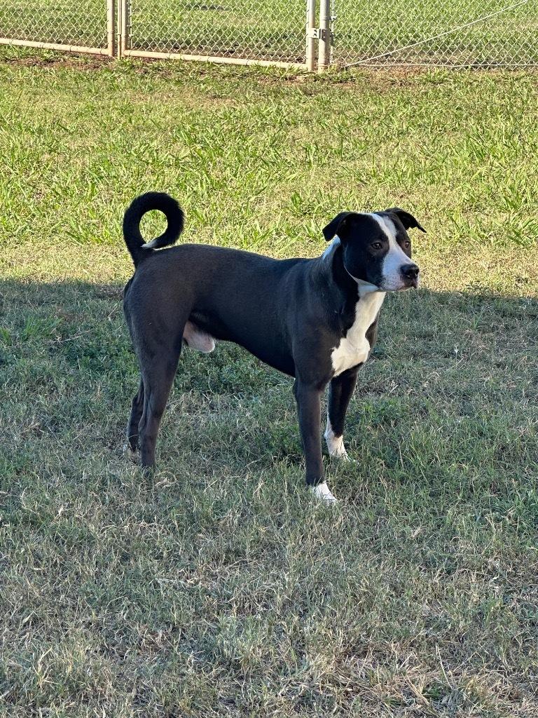 Kimp, an adoptable Border Collie, Terrier in Bossier City, LA, 71111 | Photo Image 3