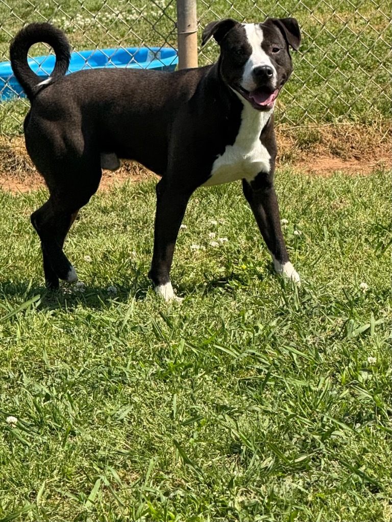 Kimp, an adoptable Border Collie, Terrier in Bossier City, LA, 71111 | Photo Image 5