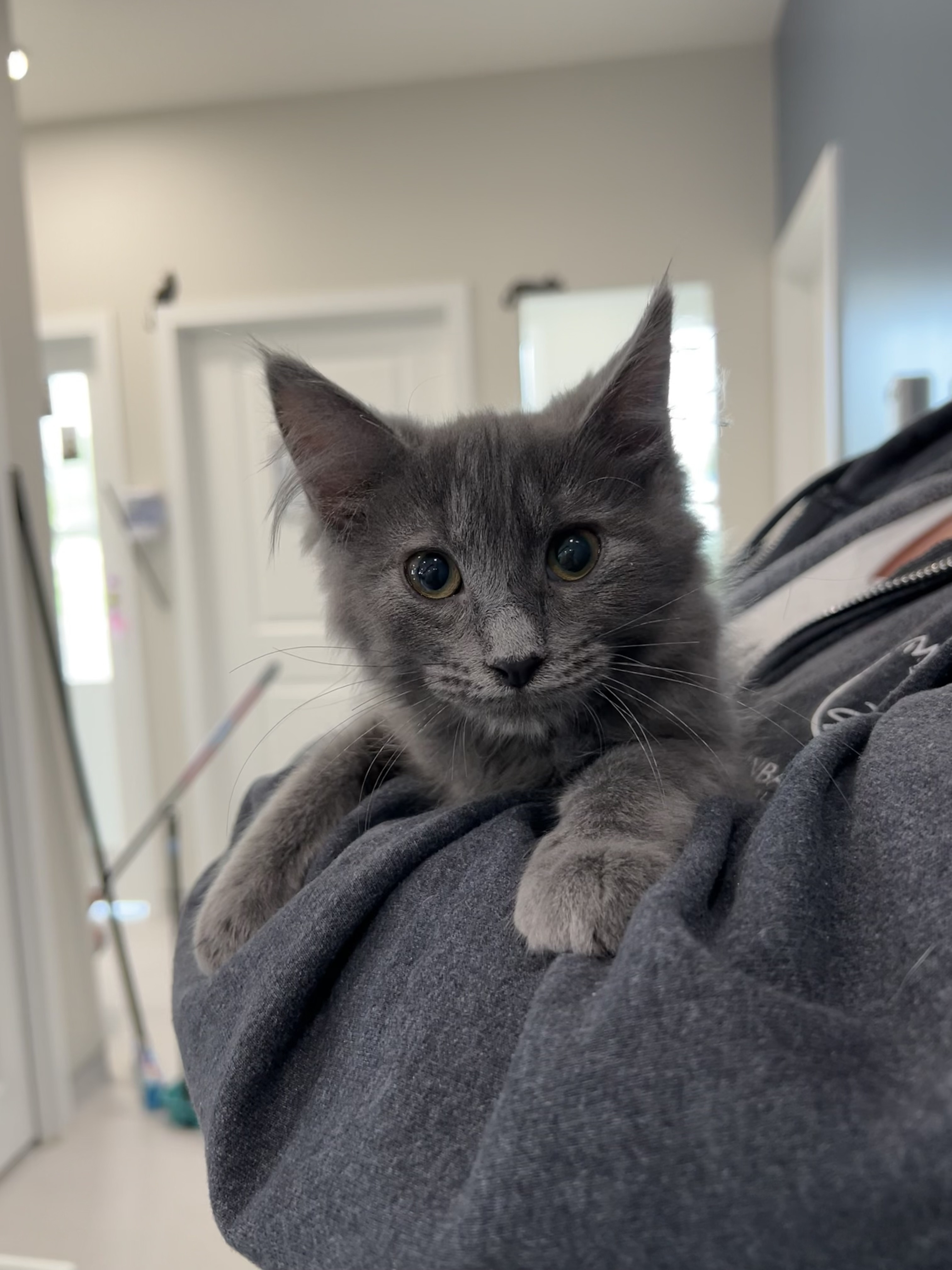 Lola, an adoptable Domestic Short Hair in Steinbach, MB, R5G 2B2 | Photo Image 1