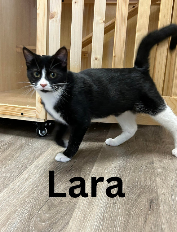 Lara