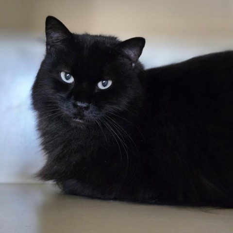 Nox, an adoptable Domestic Long Hair in Idaho Falls, ID, 83402 | Photo Image 1