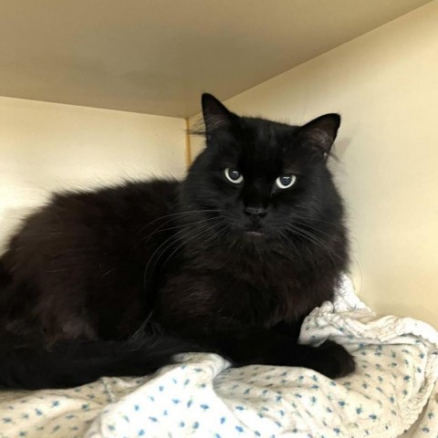 Nox, an adoptable Domestic Long Hair in Idaho Falls, ID, 83402 | Photo Image 2