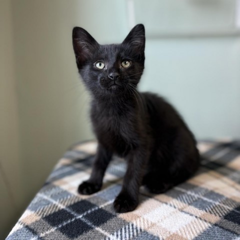 Footloose--In Foster***ADOPTION PENDING***, an adoptable Domestic Short Hair in Fargo, ND, 58102 | Photo Image 1