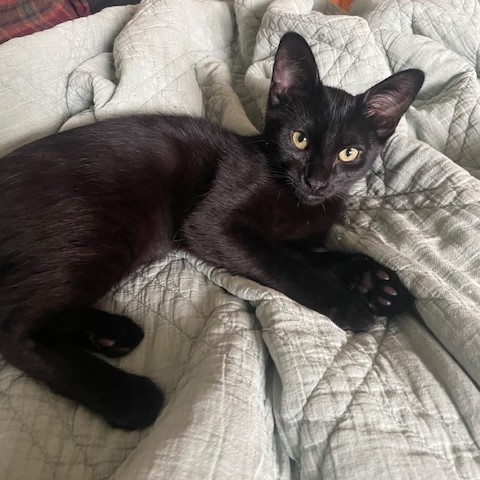 Footloose--In Foster***ADOPTION PENDING***, an adoptable Domestic Short Hair in Fargo, ND, 58102 | Photo Image 6