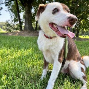 Rocky Border Collie Dog