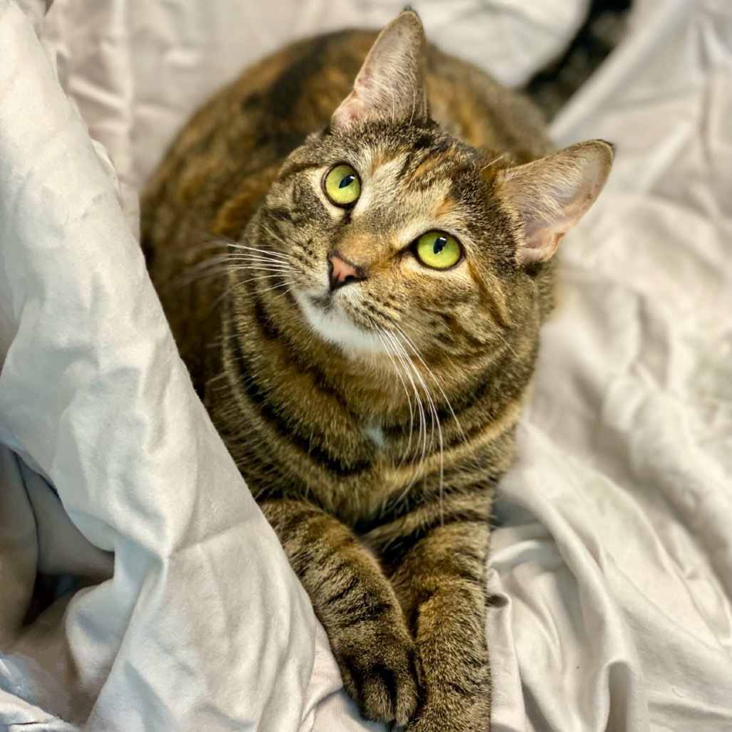 Tonette, an adoptable Domestic Short Hair in Decorah, IA, 52101 | Photo Image 1