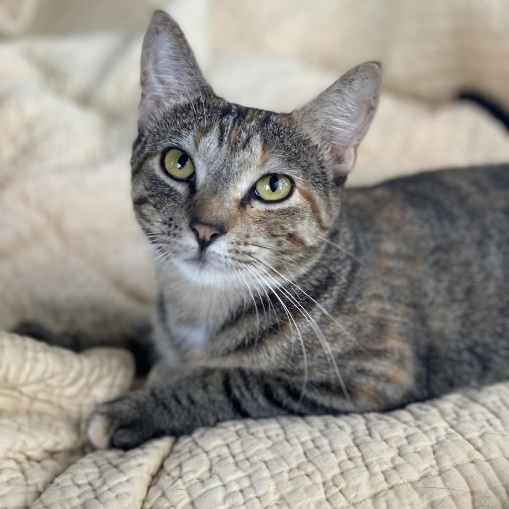 Tonette, an adoptable Domestic Short Hair in Decorah, IA, 52101 | Photo Image 2