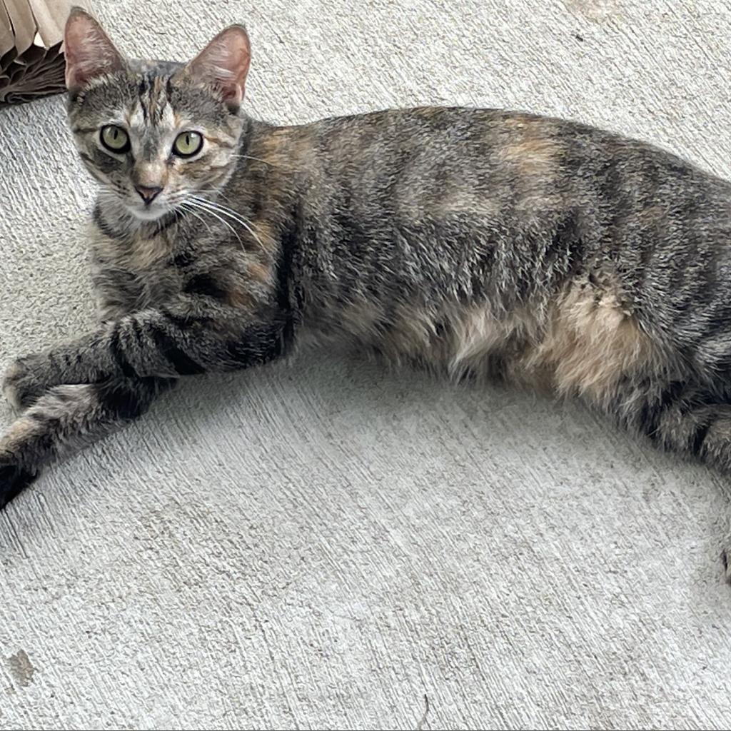 Tonette, an adoptable Domestic Short Hair in Decorah, IA, 52101 | Photo Image 3