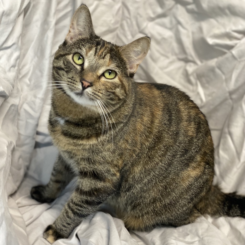 Tonette, an adoptable Domestic Short Hair in Decorah, IA, 52101 | Photo Image 5