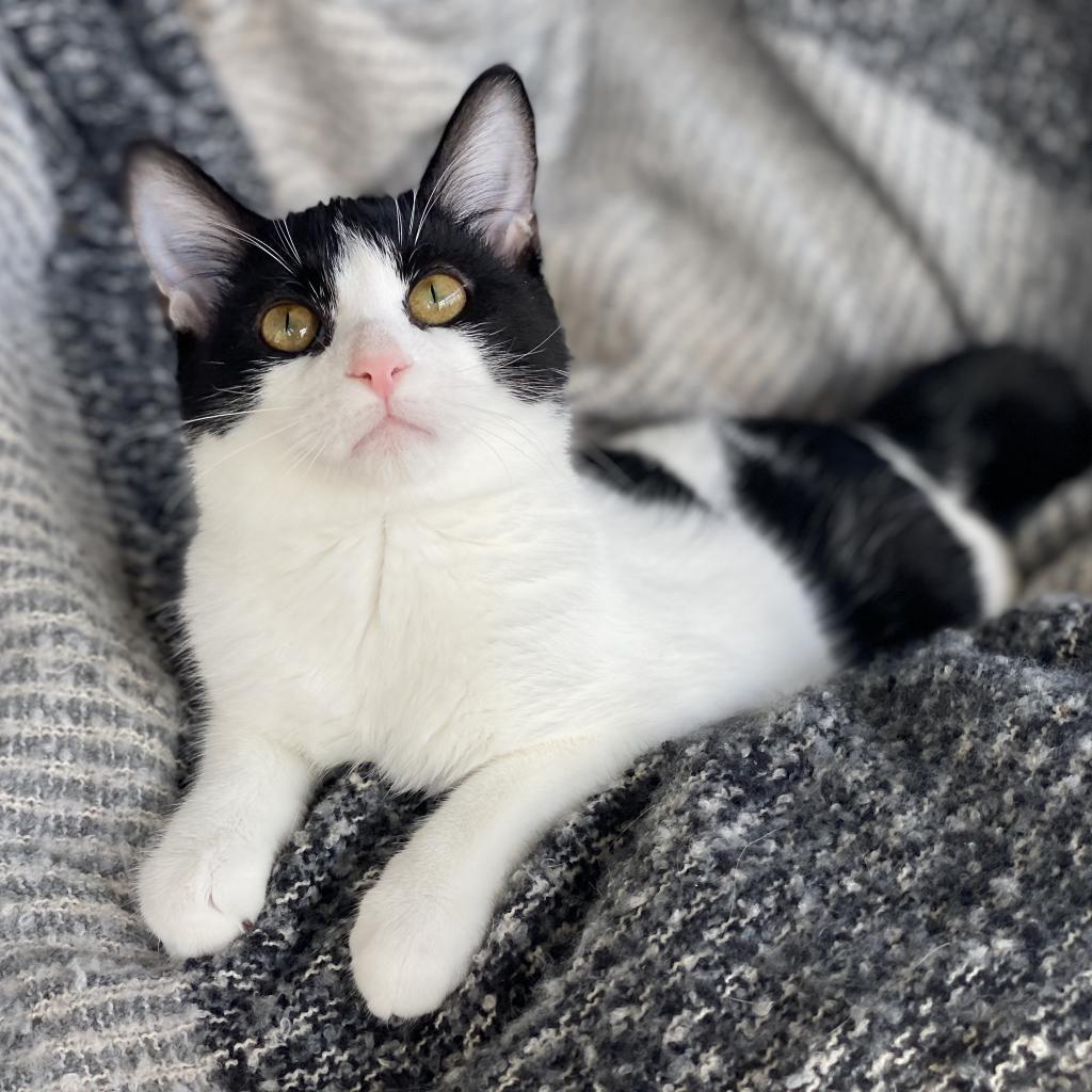 Sushi, an adoptable Domestic Short Hair in Decorah, IA, 52101 | Photo Image 1