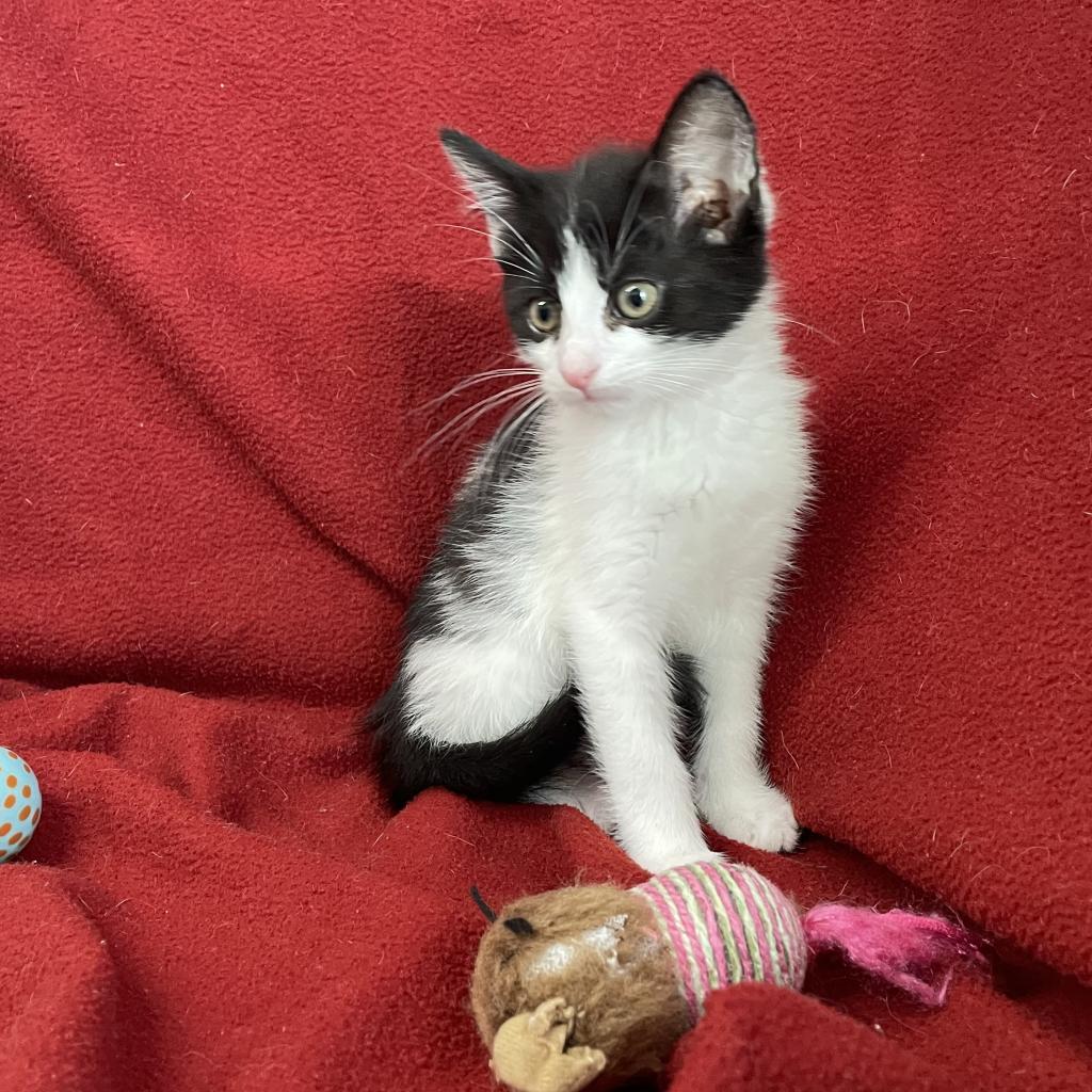 Sushi, an adoptable Domestic Short Hair in Decorah, IA, 52101 | Photo Image 2