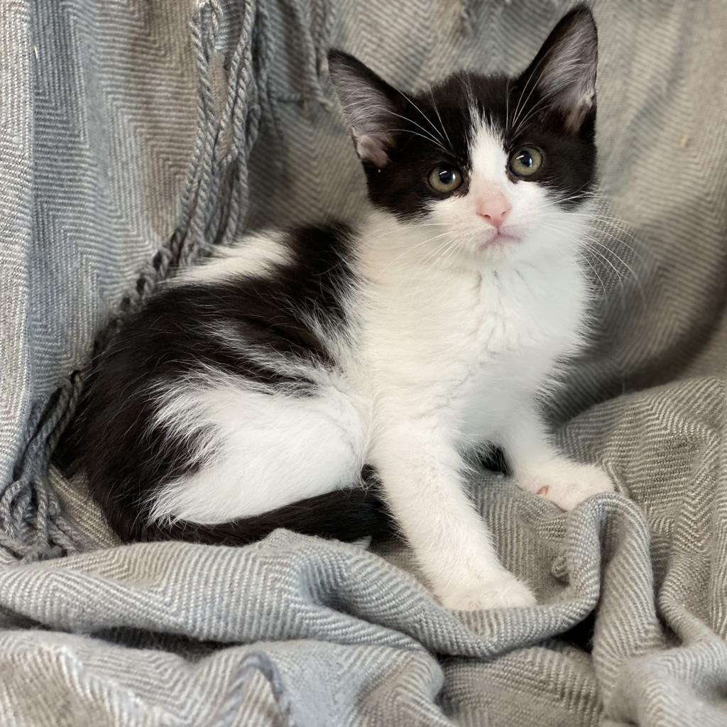 Sushi, an adoptable Domestic Short Hair in Decorah, IA, 52101 | Photo Image 3