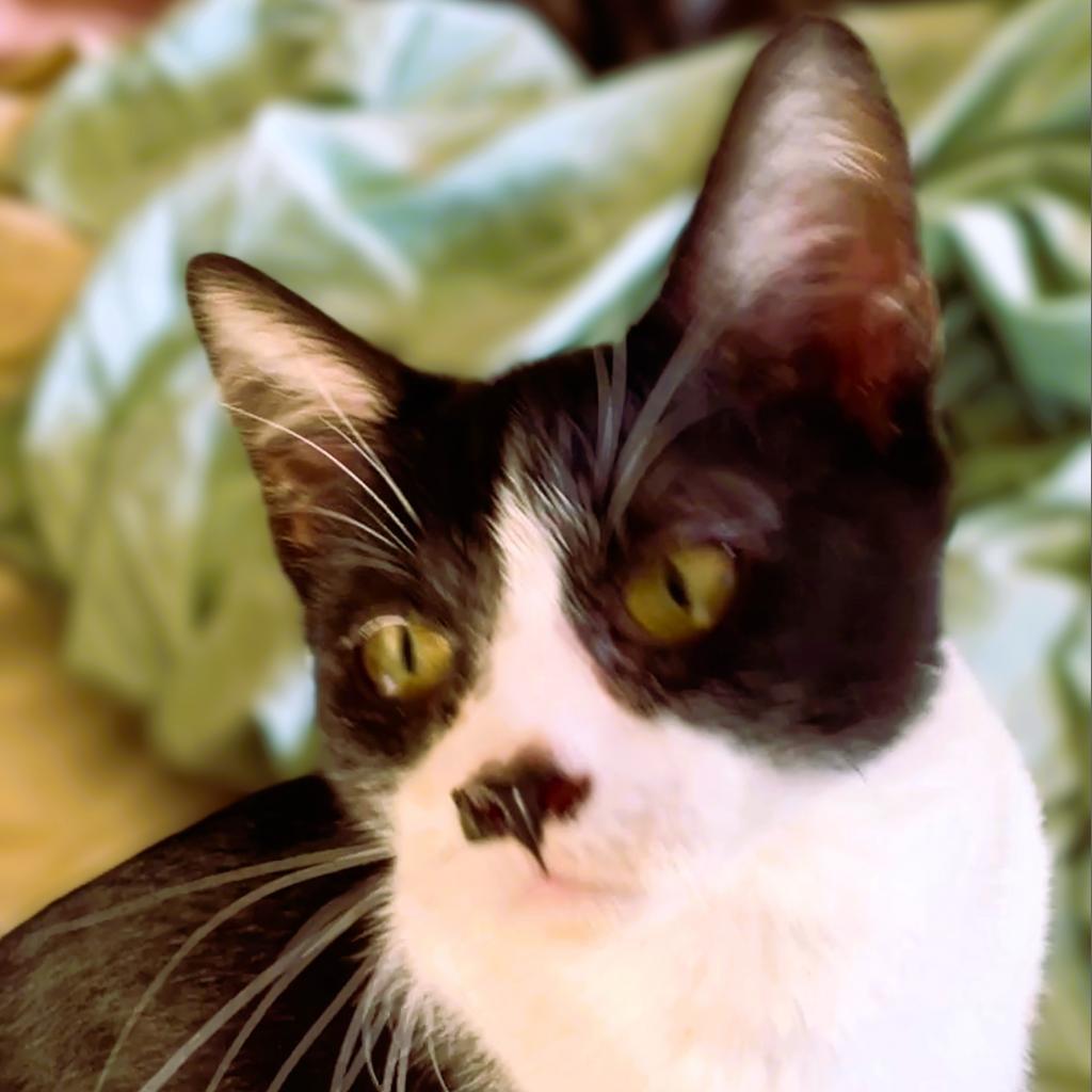 Ducky, an adoptable Domestic Short Hair in Decorah, IA, 52101 | Photo Image 1