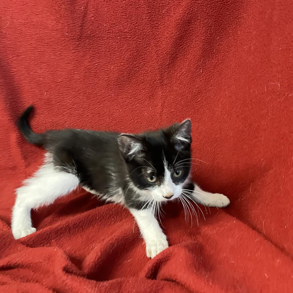 Ducky, an adoptable Domestic Short Hair in Decorah, IA, 52101 | Photo Image 2