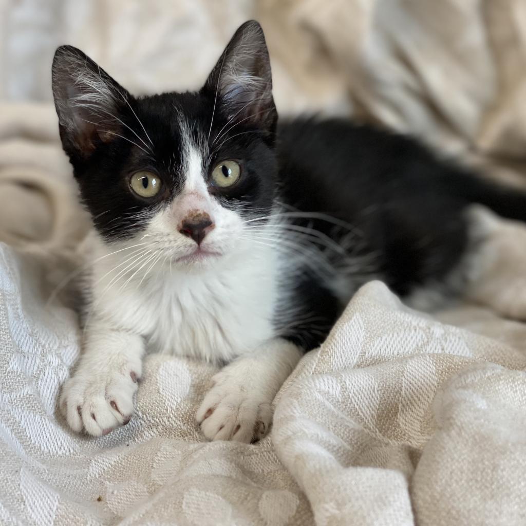 Ducky, an adoptable Domestic Short Hair in Decorah, IA, 52101 | Photo Image 3