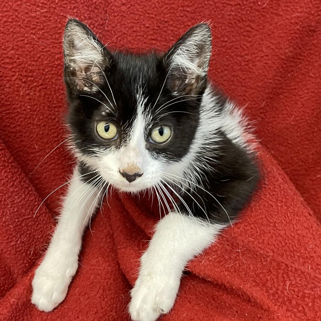 Ducky, an adoptable Domestic Short Hair in Decorah, IA, 52101 | Photo Image 4