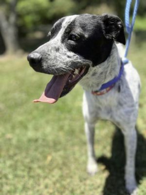 Tico