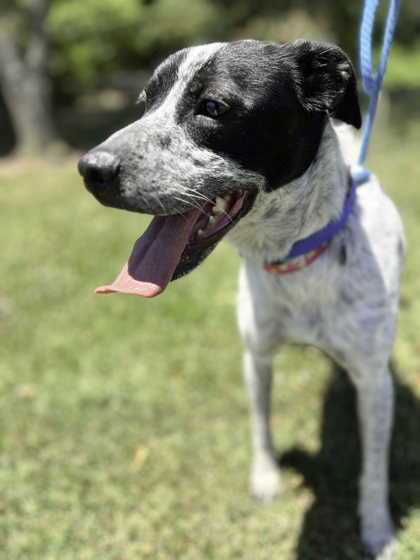 Tico