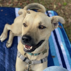 Meet Chuck We are smitten with this dog who reminds us of his resilience every day With an intake 