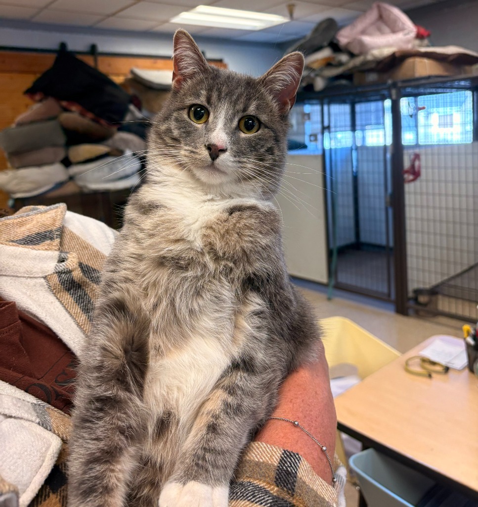 Frankie, an adoptable Domestic Short Hair in Heber City, UT, 84032 | Photo Image 1