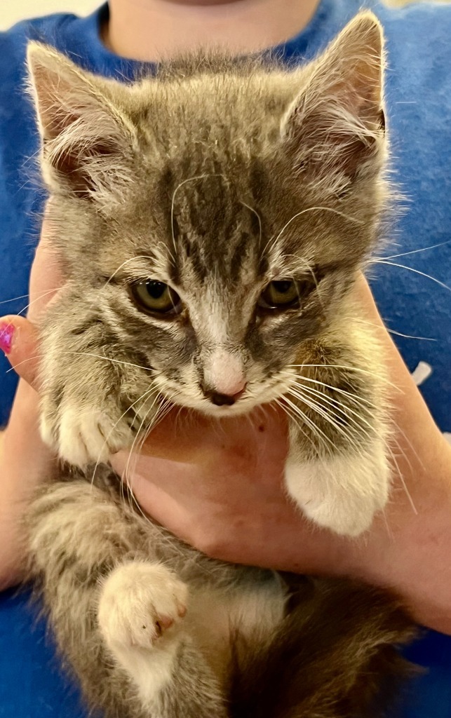 Frankie, an adoptable Domestic Short Hair in Heber City, UT, 84032 | Photo Image 2