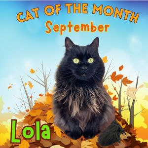 Lola Domestic Long Hair Cat