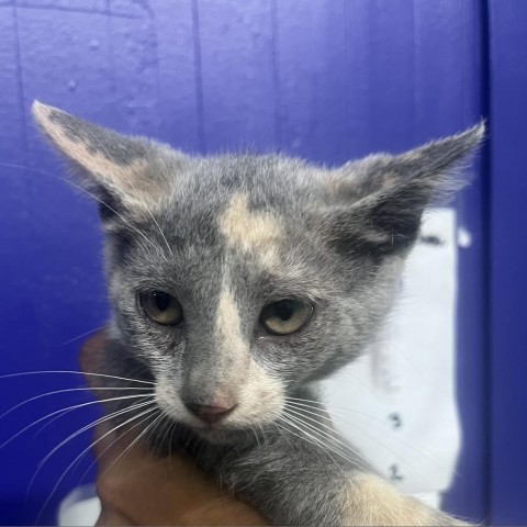 Bacco, an adoptable American Shorthair in Guaynabo, PR, 00969 | Photo Image 1