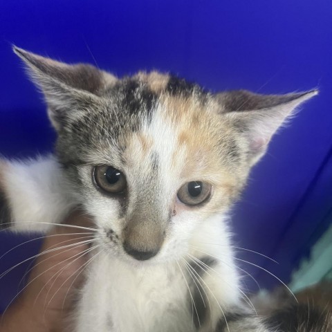 Soto, an adoptable American Shorthair in Guaynabo, PR, 00969 | Photo Image 1