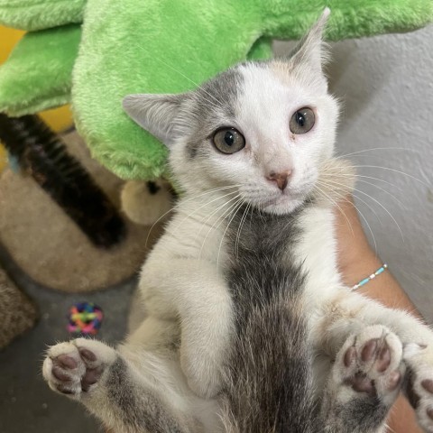 Kika, an adoptable American Shorthair in Guaynabo, PR, 00969 | Photo Image 1